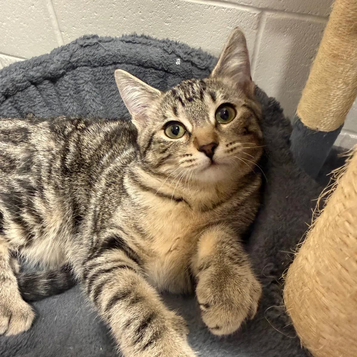 Lyndi, adopted, Young Female Domestic Short Hair.