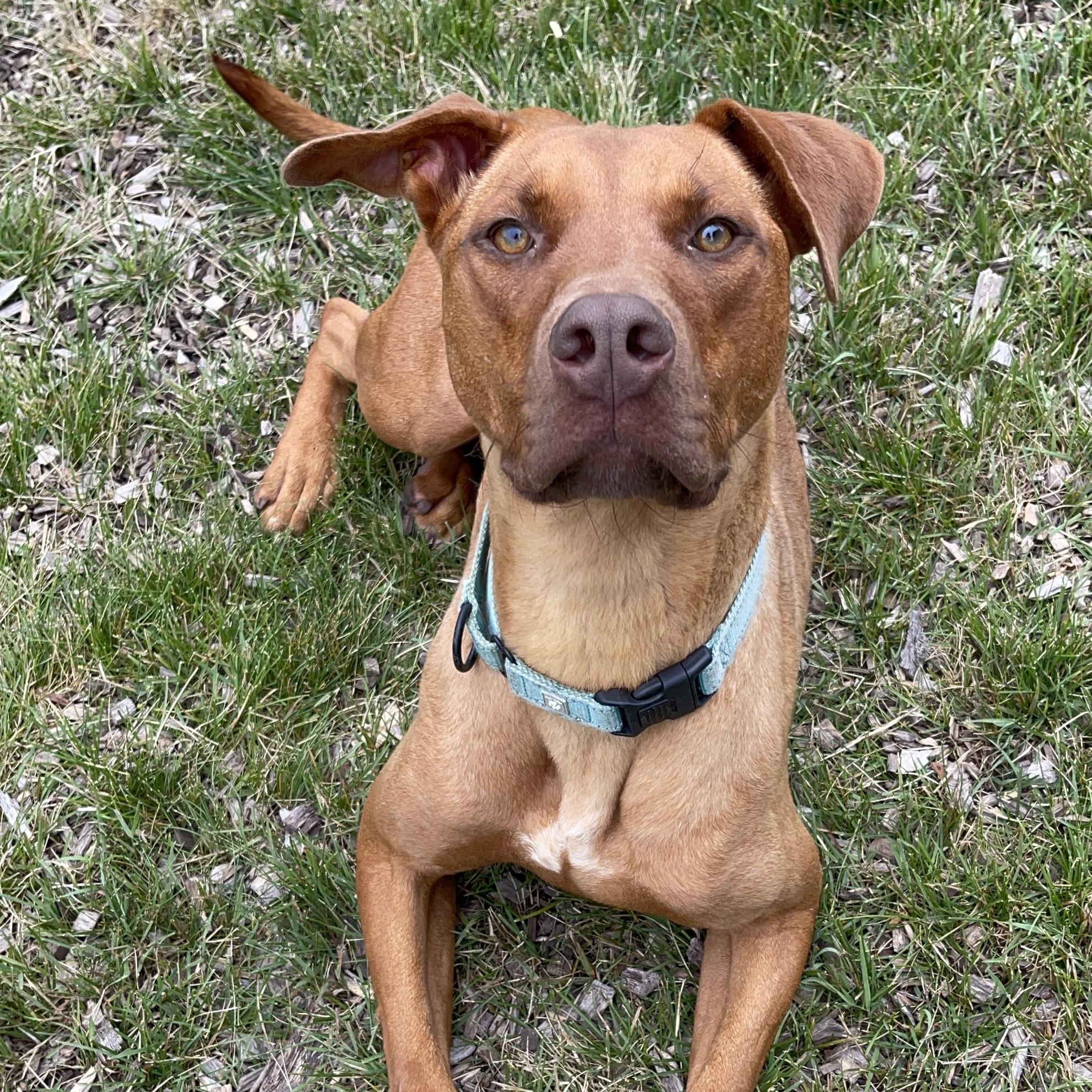 Oberon, an adoptable Mixed Breed in Mount Pleasant, MI, 48858 | Photo Image 1