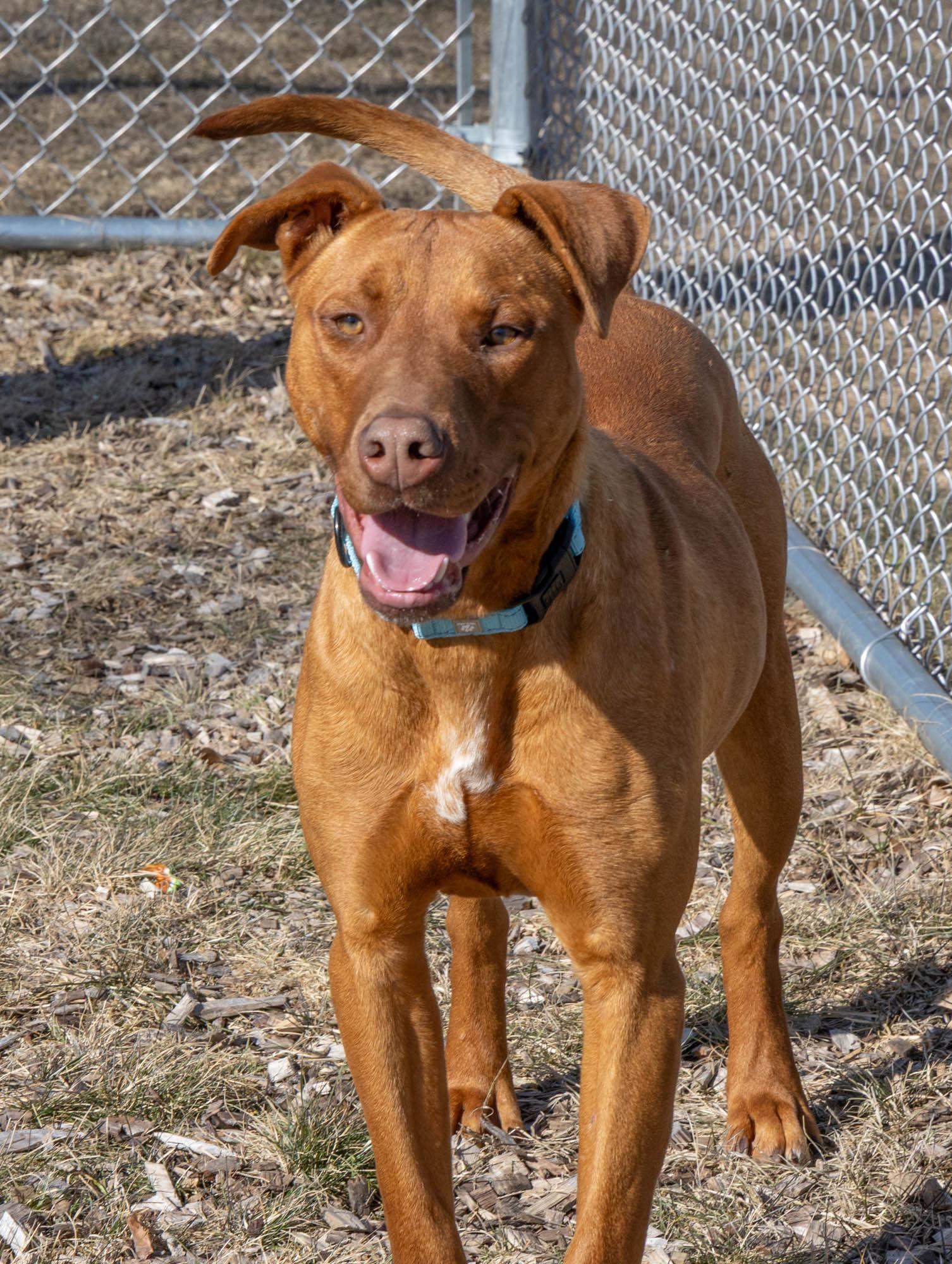 Oberon, a Adoptable Mixed Breed in Mount Pleasant, MI image 4/6