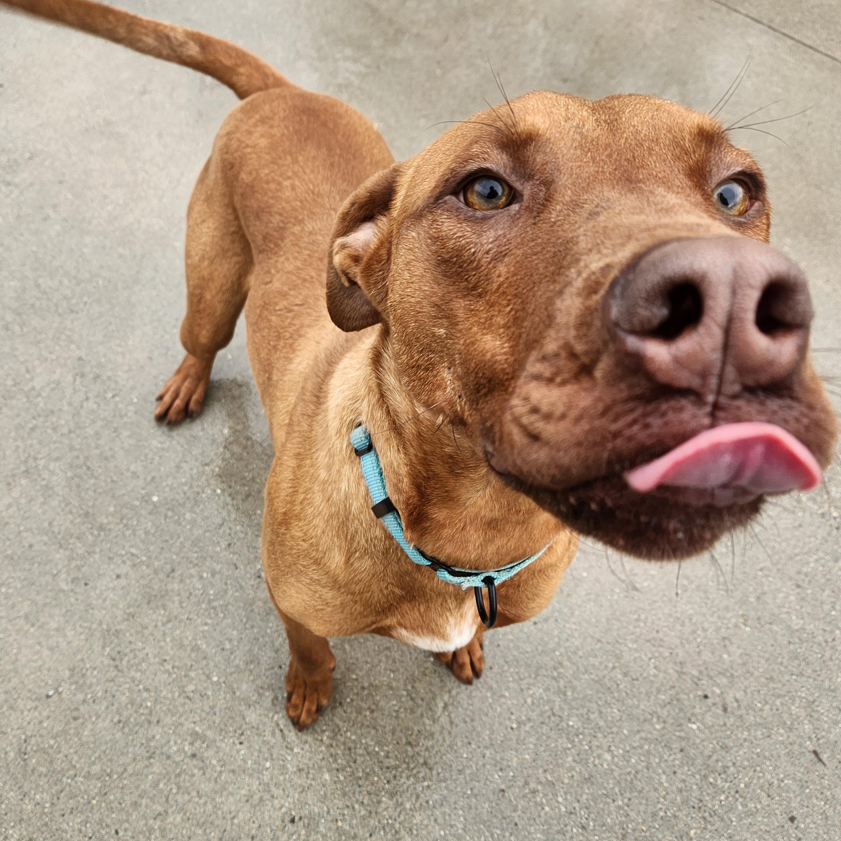 Oberon, a Adoptable Mixed Breed in Mount Pleasant, MI image 5/6