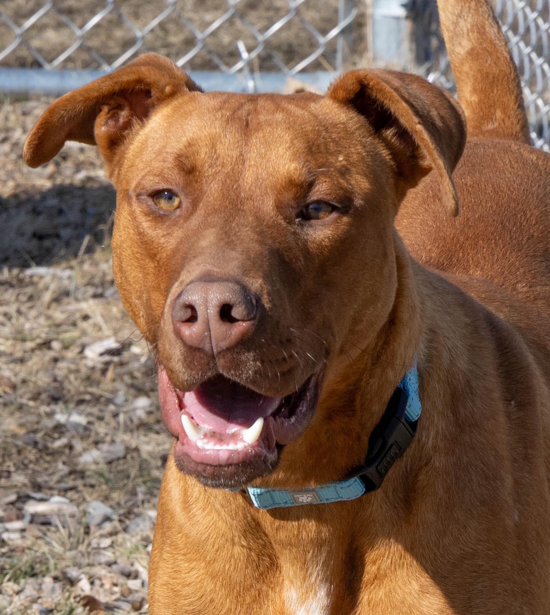 Oberon, a Adoptable Mixed Breed in Mount Pleasant, MI image 2/6