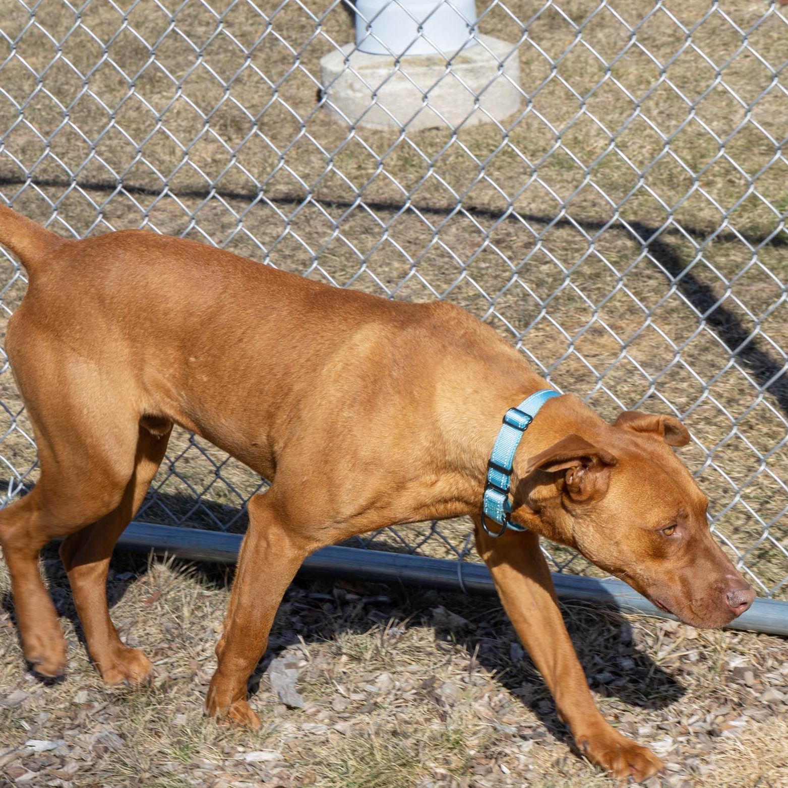 Oberon, a Adoptable Mixed Breed in Mount Pleasant, MI image 6/6