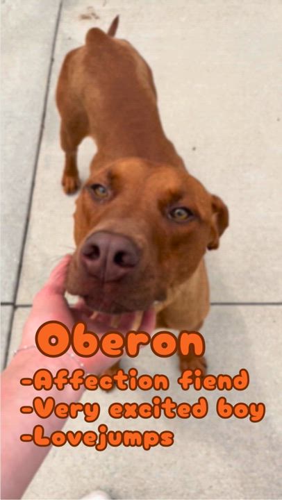 Enlarge Oberon, a Adoptable Mixed Breed in Mount Pleasant, MI video 3/6