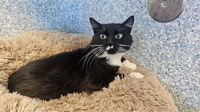 RAUL, Adoptable, Young Male Domestic Short Hair.