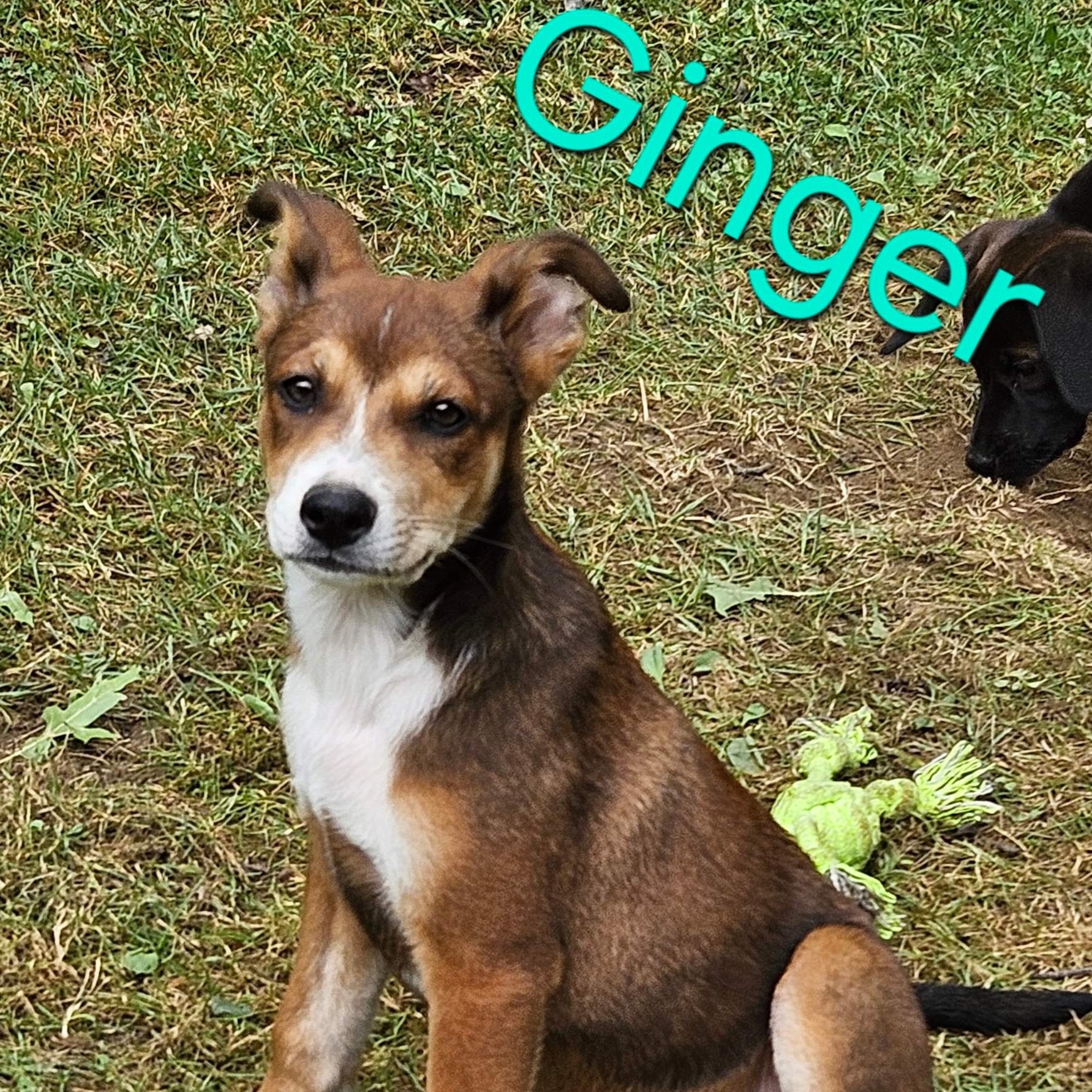 Dog for adoption Ginger, a Mixed Breed in Elyria, OH Petfinder