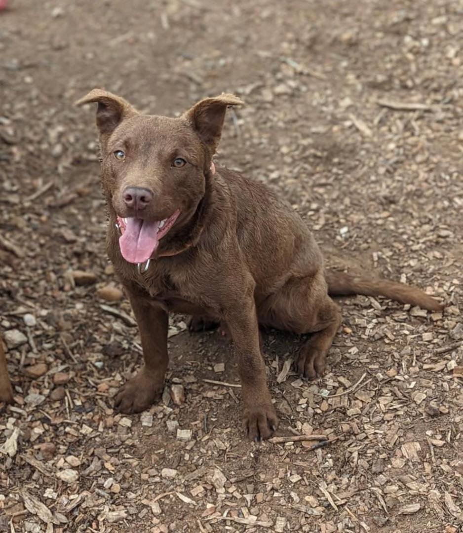 Enlarge Ellroy, a Adopted mixed breed in San Francisco, CA image 1/4