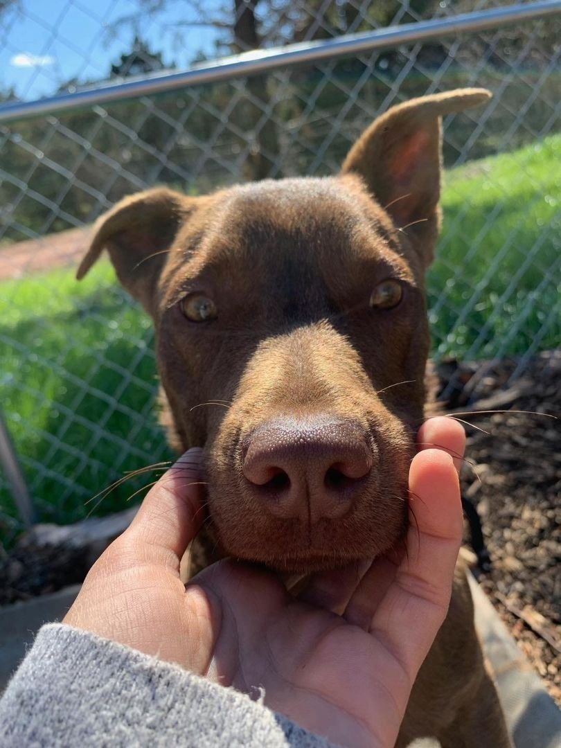 Enlarge Ellroy, a Adopted mixed breed in San Francisco, CA image 3/4