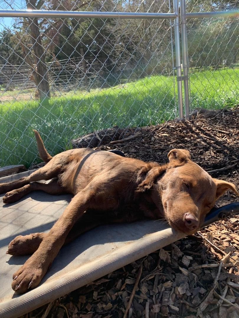 Ellroy, Adopted, Young Male Chesapeake Bay Retriever & Terrier.