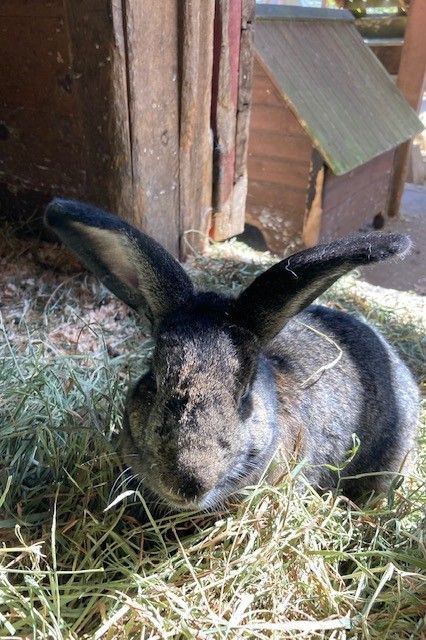 Clematis, a Adoptable American in Quilcene, WA image 1/4