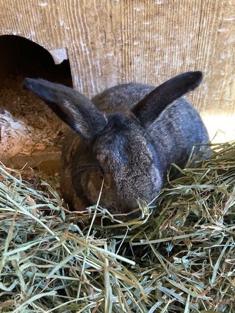 Clematis, a Adoptable American in Quilcene, WA image 2/4