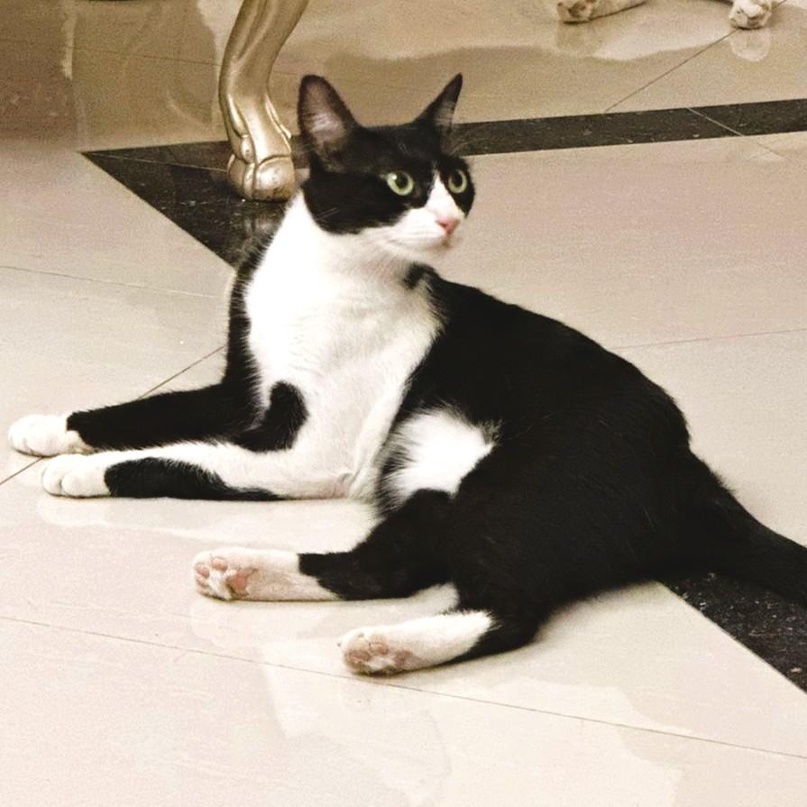 Bella Bee Joie de Vivre, a Adoptable Tuxedo in Mississauga, ON image 3/6