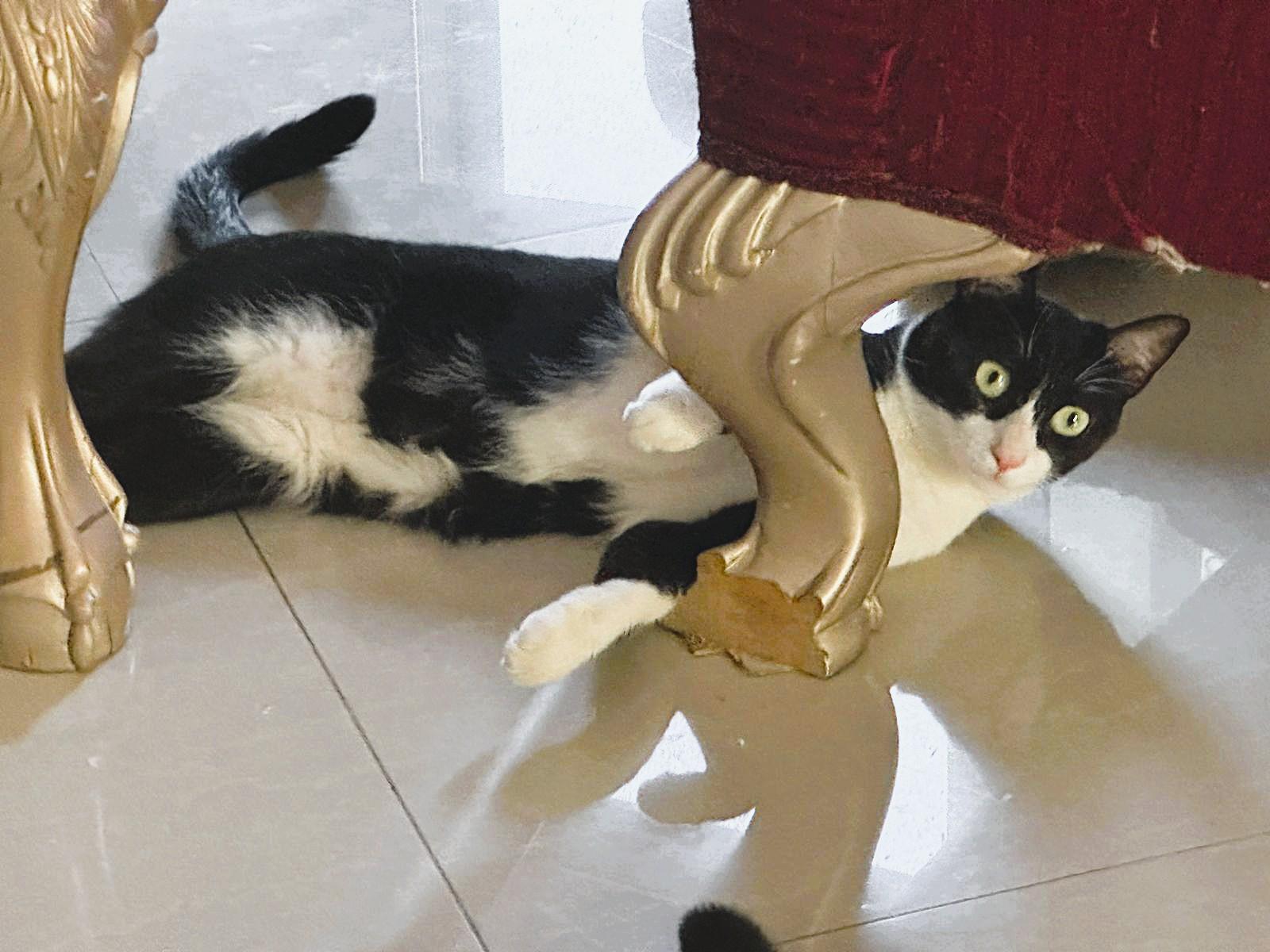 Bella Bee Joie de Vivre, a Adoptable Tuxedo in Mississauga, ON image 6/6