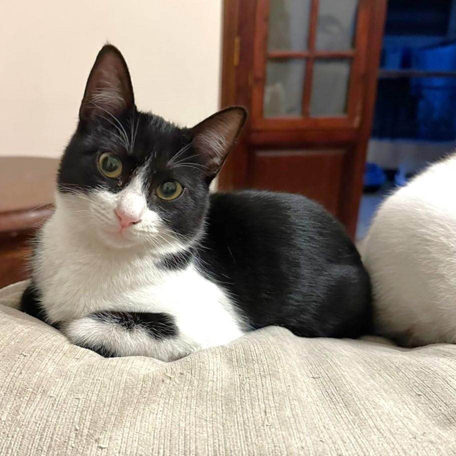 Bella Bee Joie de Vivre, a Adoptable Tuxedo in Mississauga, ON image 4/6