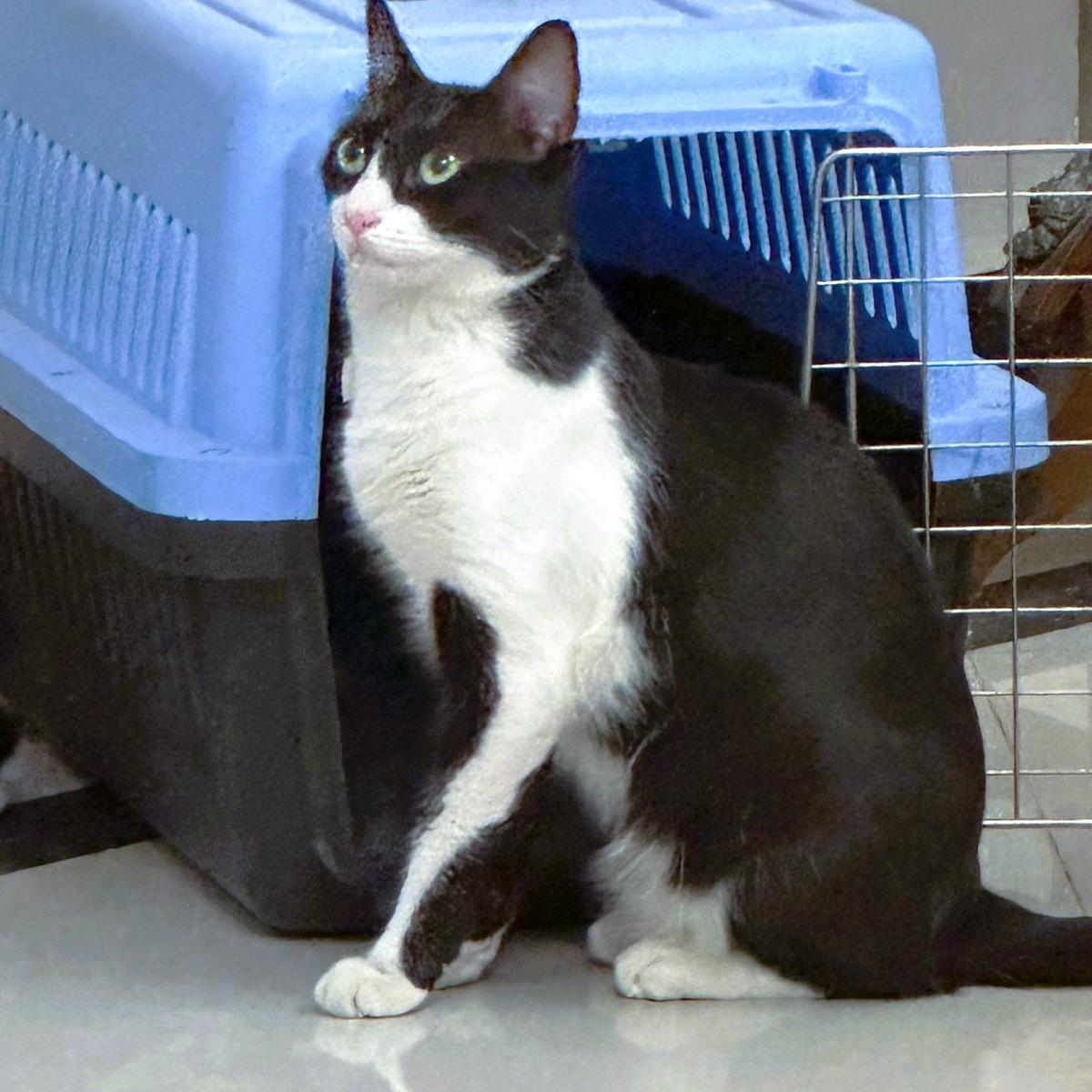 Bella Bee Joie de Vivre, a Adoptable Tuxedo in Mississauga, ON image 5/6