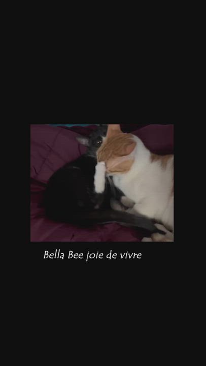 Enlarge Bella Bee Joie de Vivre, a Adoptable Tuxedo in Mississauga, ON video 2/6