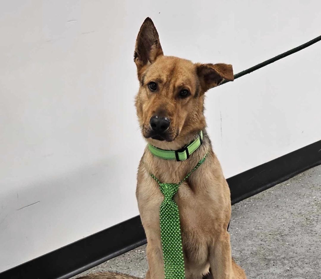 Shaggy, Adopted, Adult Male German Shepherd Dog.