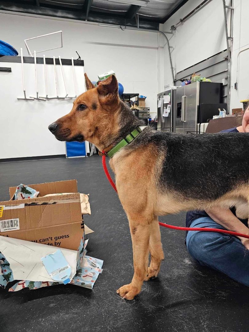 Enlarge Shaggy, a Adopted mixed breed in Muskego, WI image 2/4