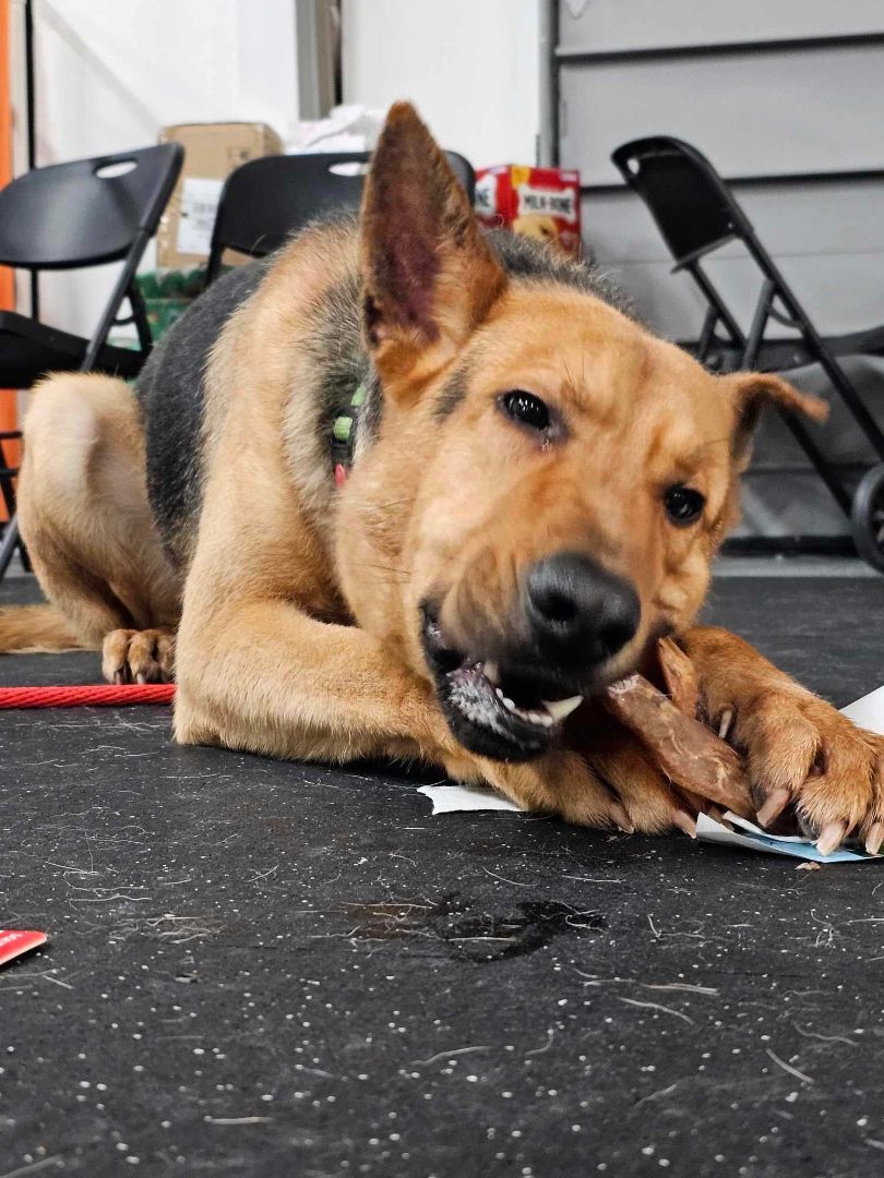 Enlarge Shaggy, a Adopted mixed breed in Muskego, WI image 4/4