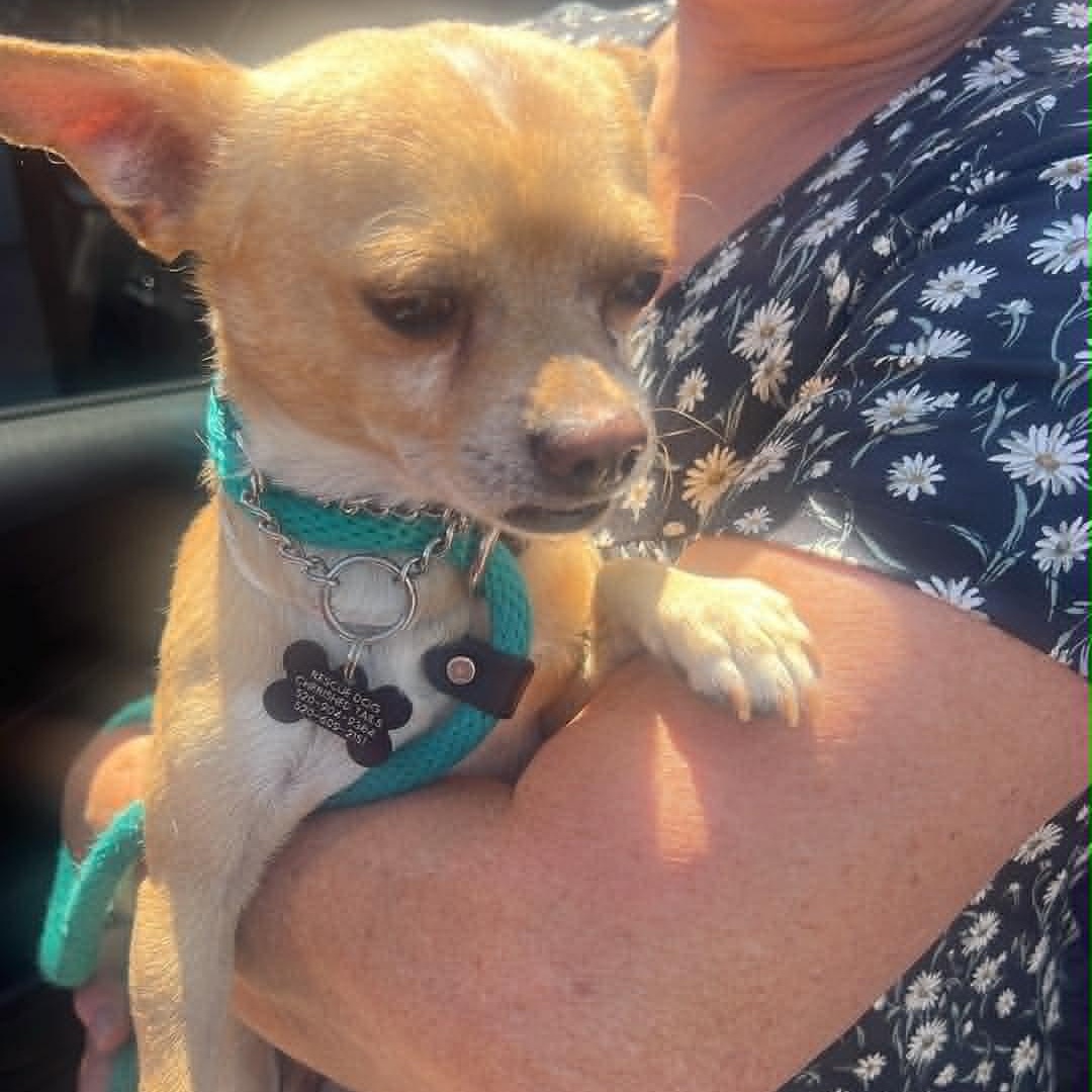 YODA, an adopted Chihuahua in Marana, AZ image 3/4