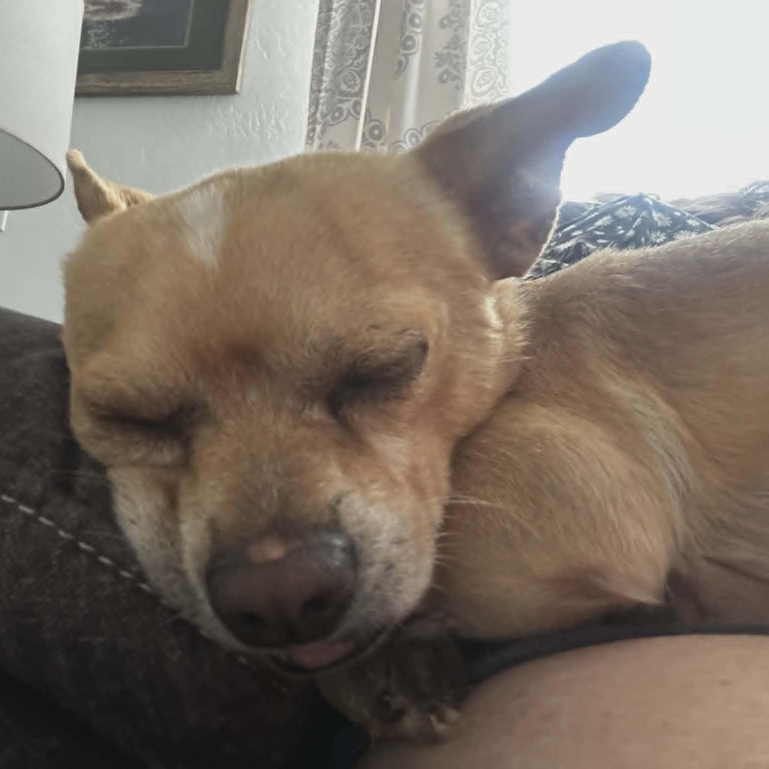 YODA, an adopted Chihuahua in Marana, AZ image 4/4
