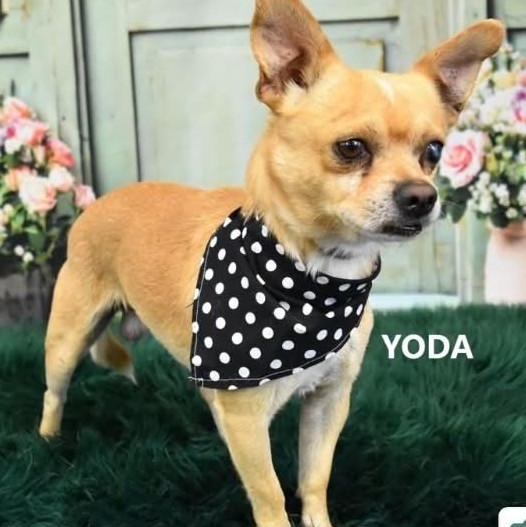 YODA, an adopted Chihuahua in Marana, AZ image 1/4