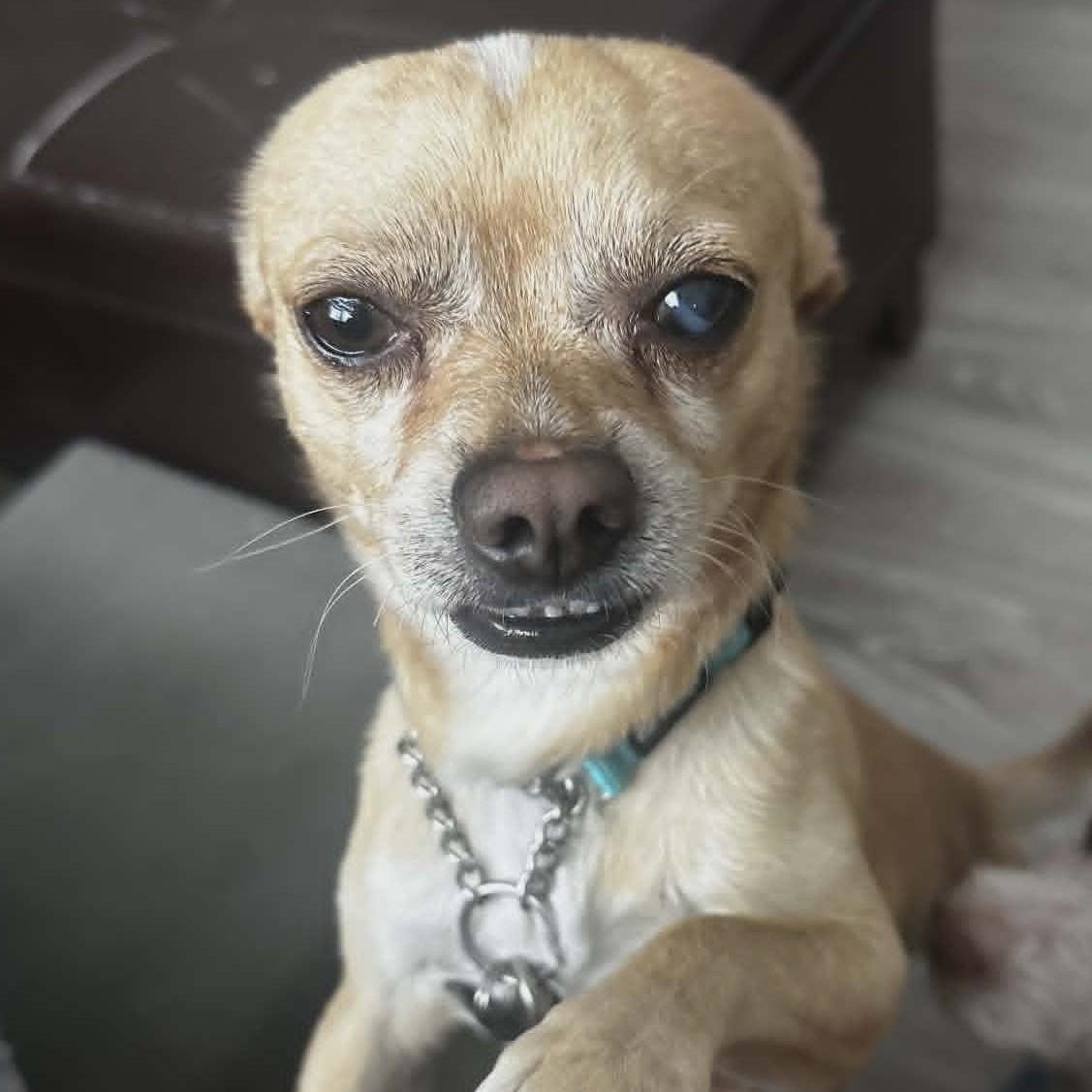 YODA, an adopted Chihuahua in Marana, AZ image 2/4