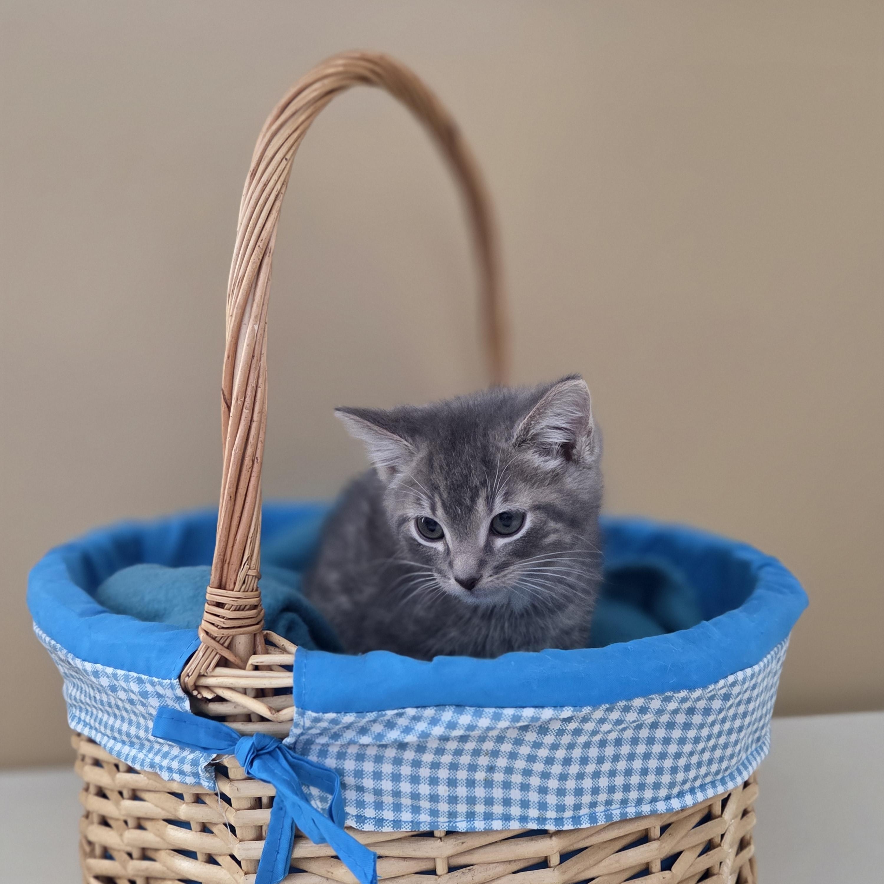 Enlarge Oogie Boogie, a ADOPTABLE mixed breed in Park Rapids, MN image 1/1