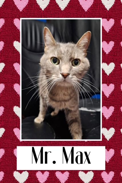 Enlarge Max, a ADOPTABLE Domestic Short Hair in Kearney, NE image 1/2