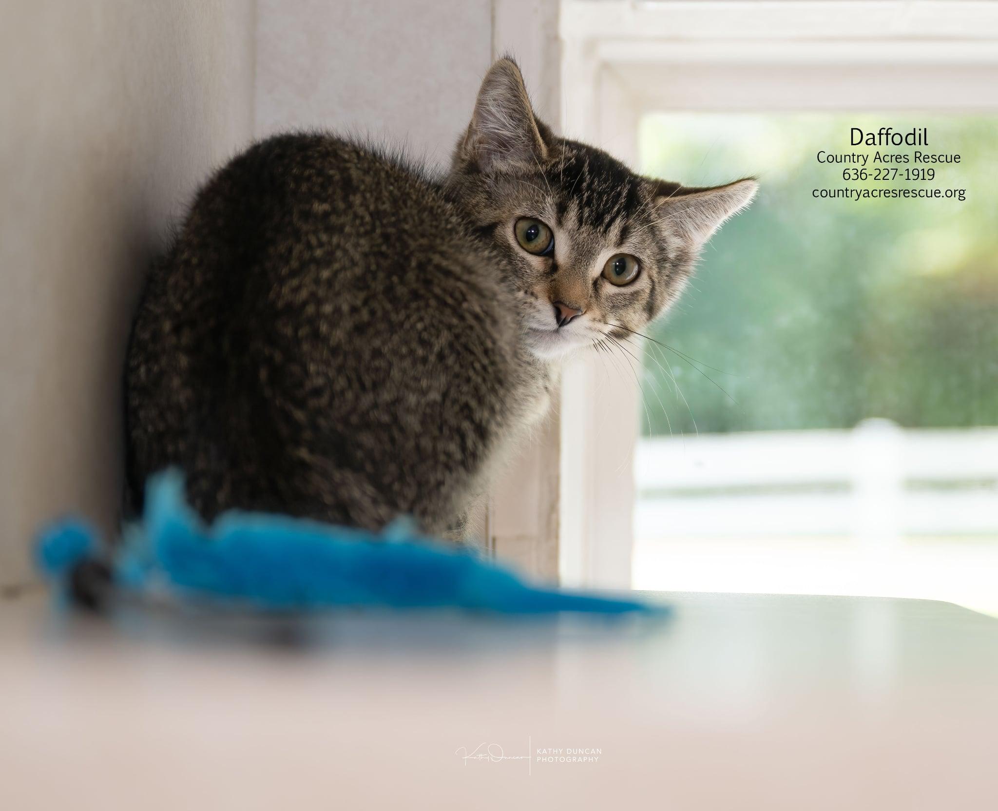 Daffodil, a ADOPTABLE Domestic Short Hair in Manchester, MO image 4/4