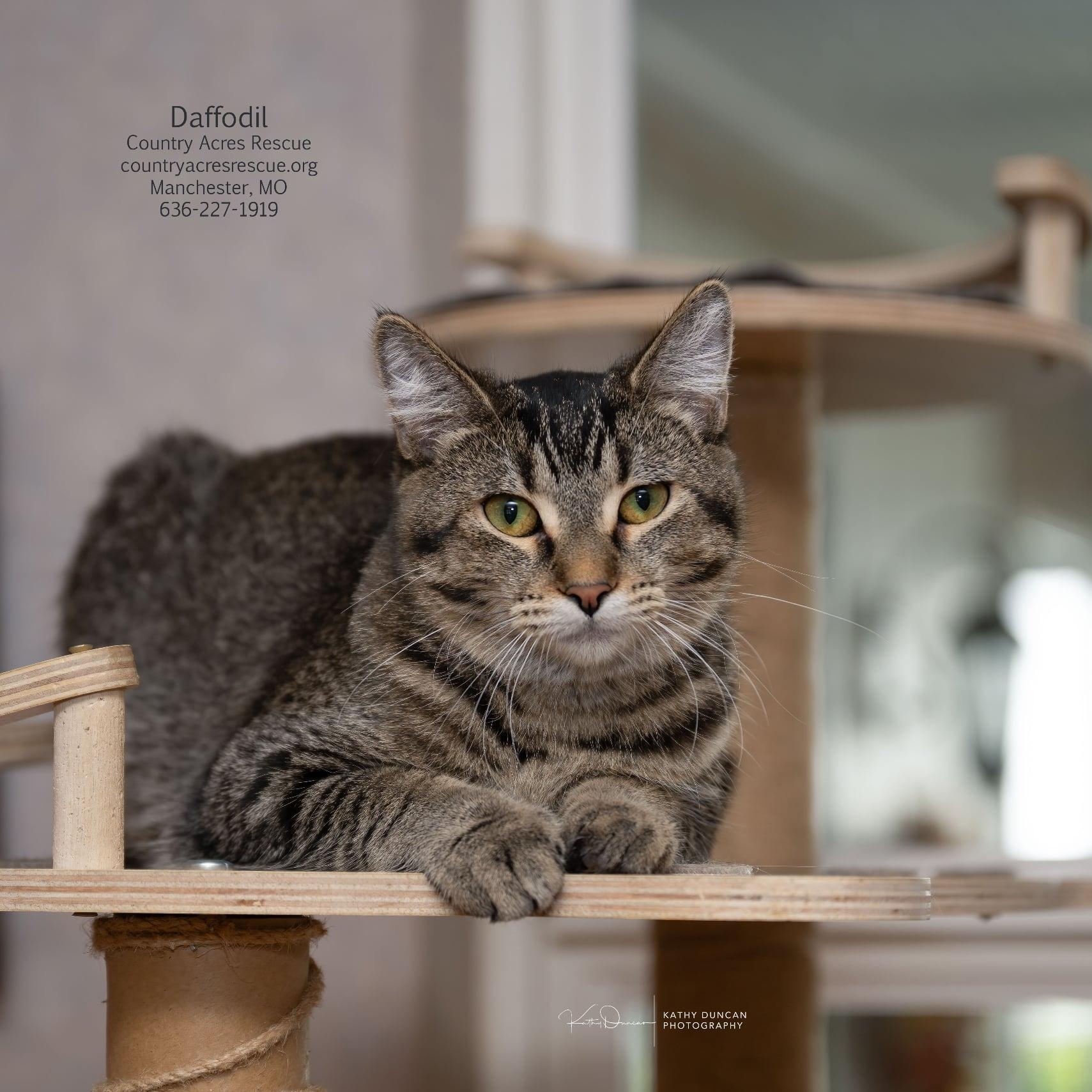 Enlarge Daffodil, a Adoptable Domestic Short Hair in Manchester, MO image 2/3