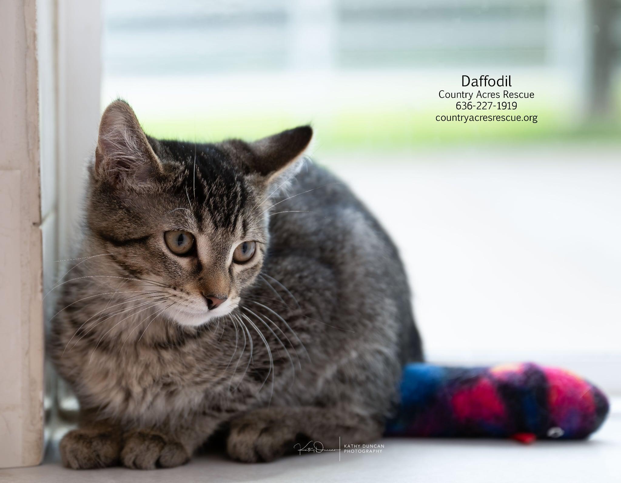 Daffodil, a ADOPTABLE Domestic Short Hair in Manchester, MO image 2/4