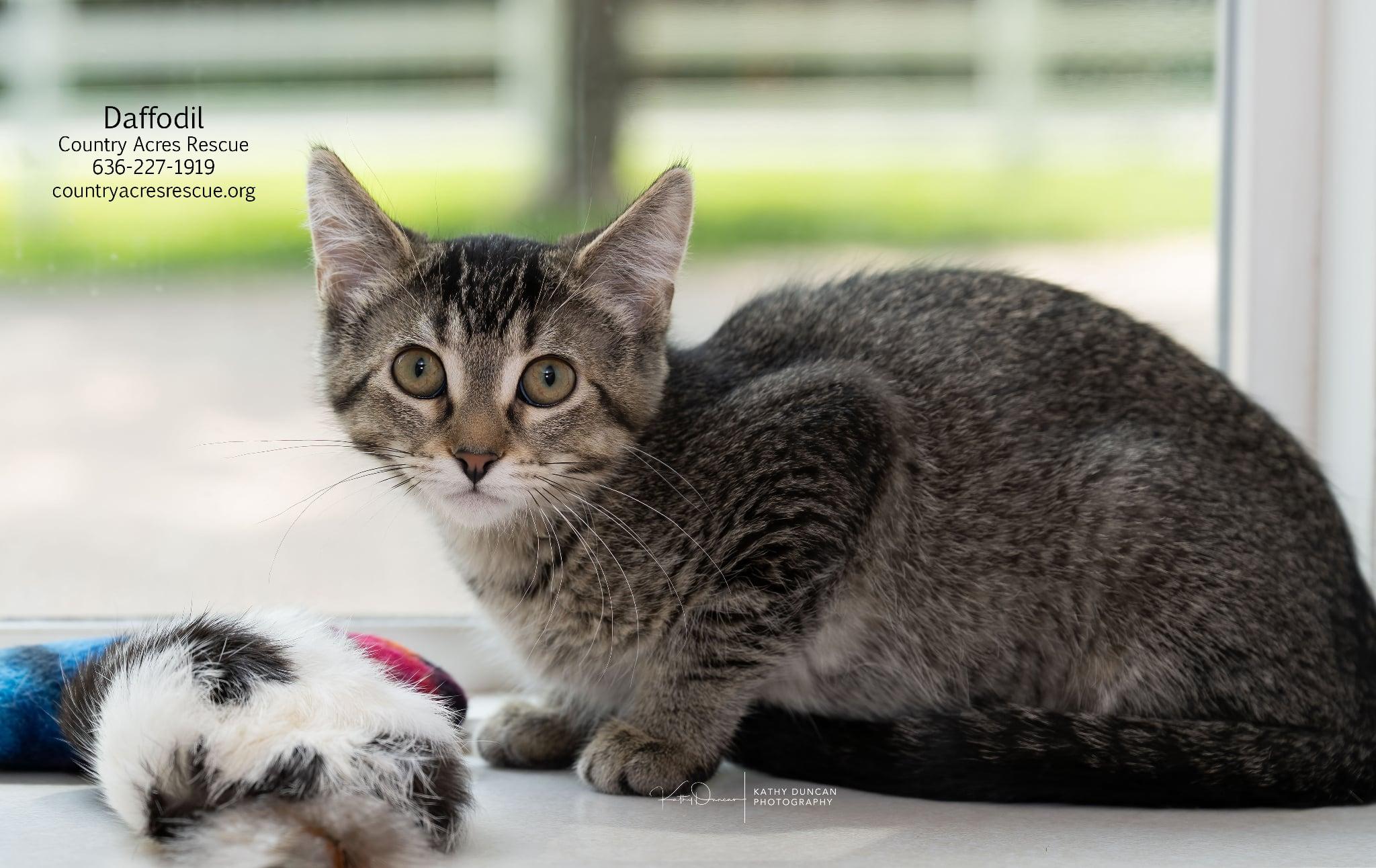 Daffodil, a ADOPTABLE Domestic Short Hair in Manchester, MO image 1/4