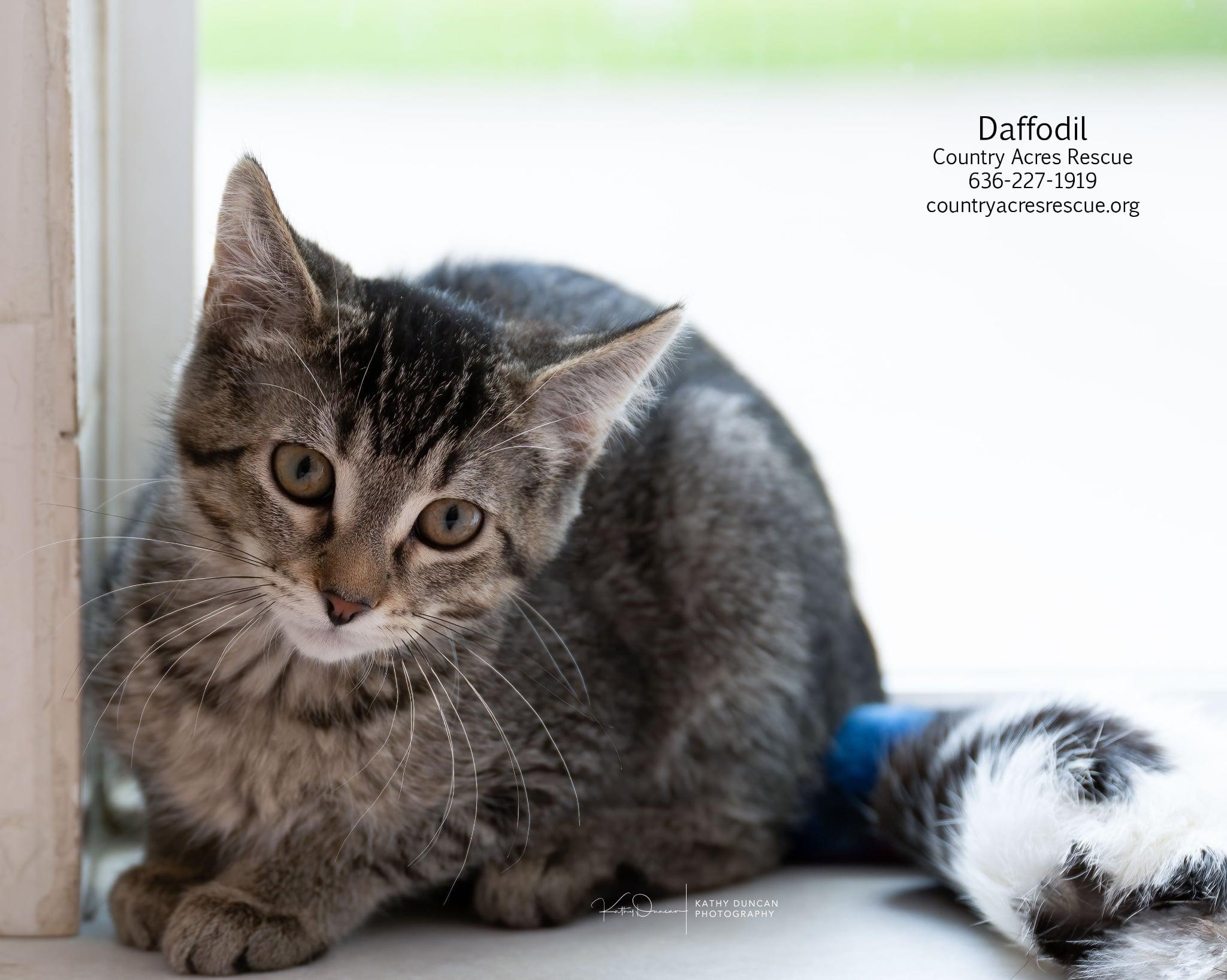Daffodil, a ADOPTABLE Domestic Short Hair in Manchester, MO image 3/4
