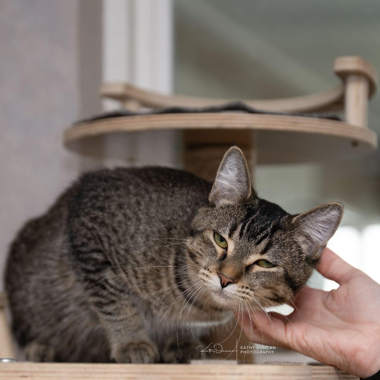 Enlarge Daffodil, a Adoptable Domestic Short Hair in Manchester, MO image 3/3