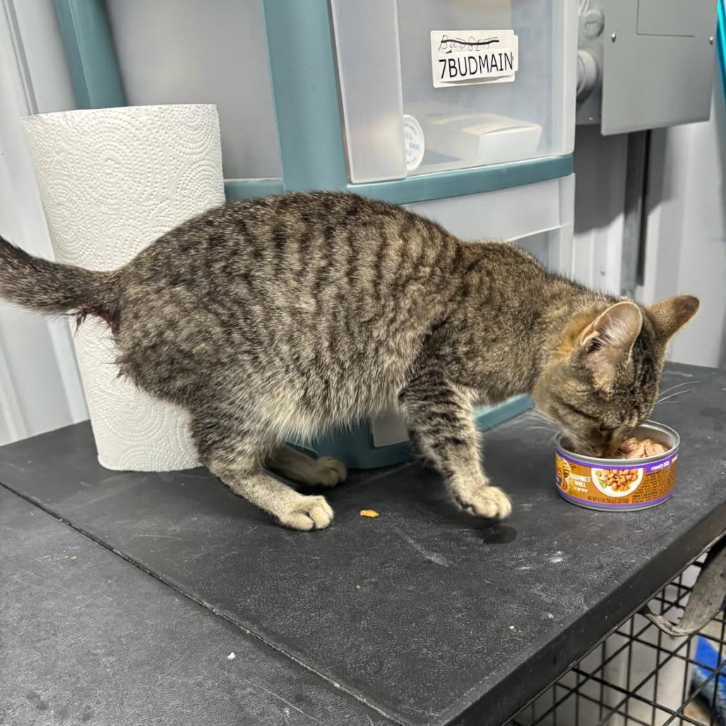 Enlarge Granola, a Adoptable Domestic Short Hair in Corydon, IN image 1/2