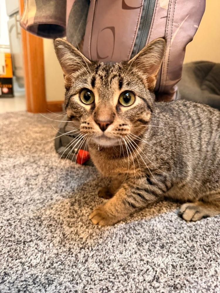 Enlarge Mylo, a Adoptable mixed breed in Poplar Grove, IL image 1/5