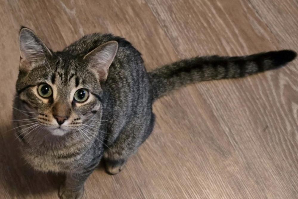 Mylo, Adoptable, Young Male Domestic Short Hair & Tabby.