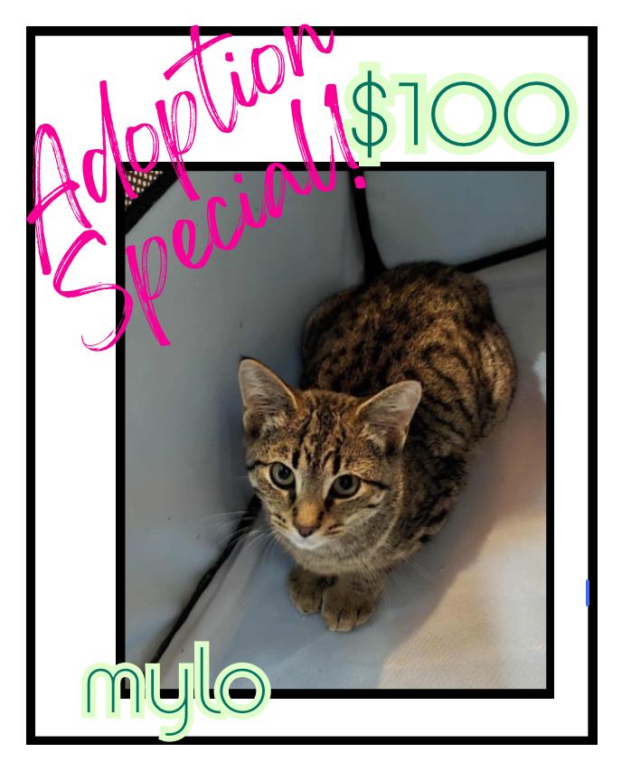 Enlarge Mylo, a Adoptable mixed breed in Poplar Grove, IL image 2/5