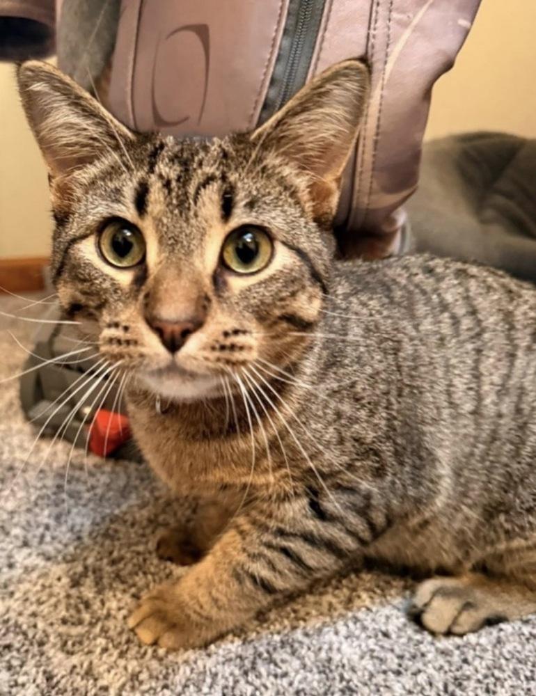 Enlarge Mylo, a Adoptable mixed breed in Poplar Grove, IL image 2/4