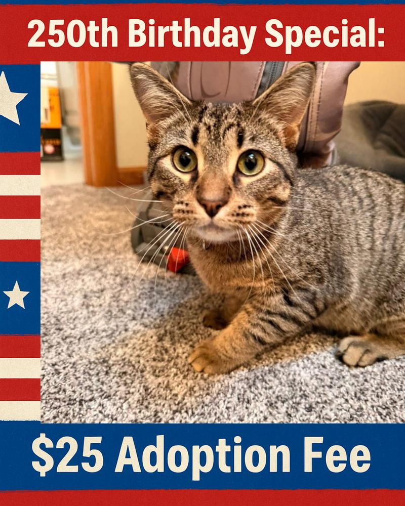 Enlarge Mylo, a Adoptable mixed breed in Poplar Grove, IL image 2/5