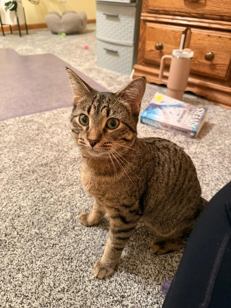 Enlarge Mylo, a Adoptable mixed breed in Poplar Grove, IL image 3/5