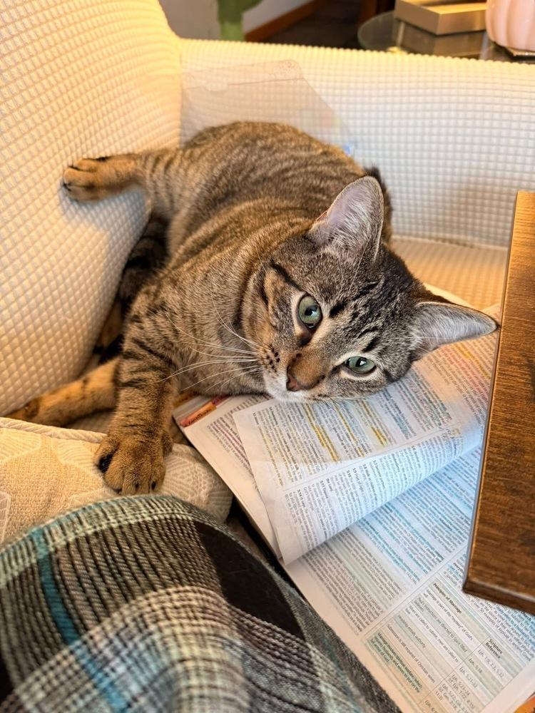 Enlarge Mylo, a Adoptable mixed breed in Poplar Grove, IL image 4/5