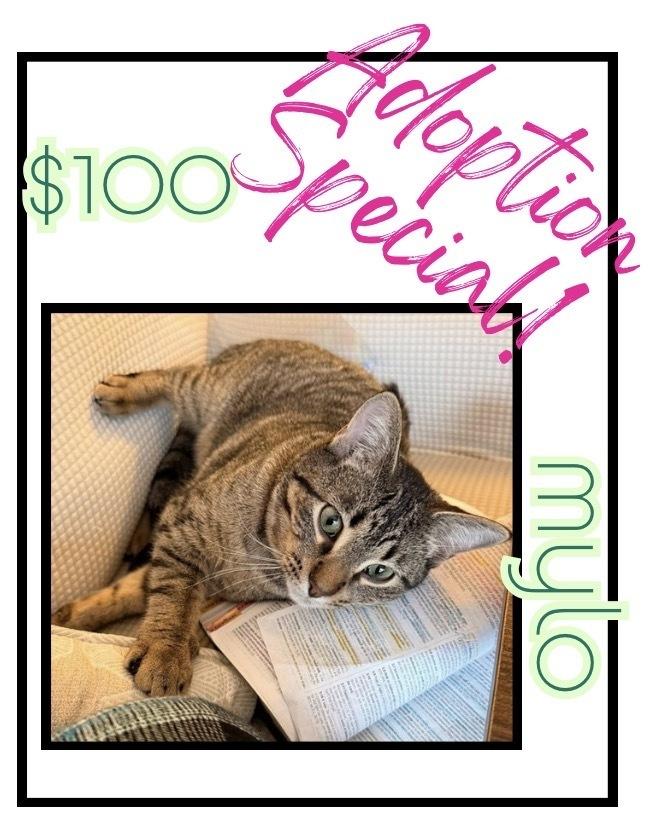 Enlarge Mylo, a Adoptable mixed breed in Poplar Grove, IL image 4/6