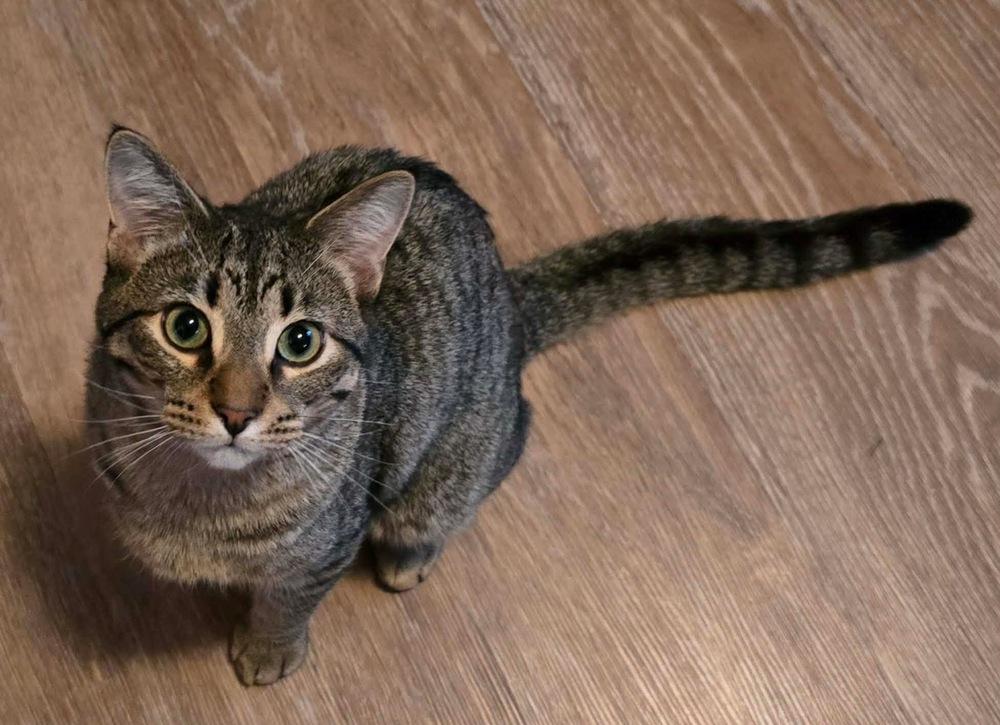 Enlarge Mylo, a Adoptable mixed breed in Poplar Grove, IL image 5/5