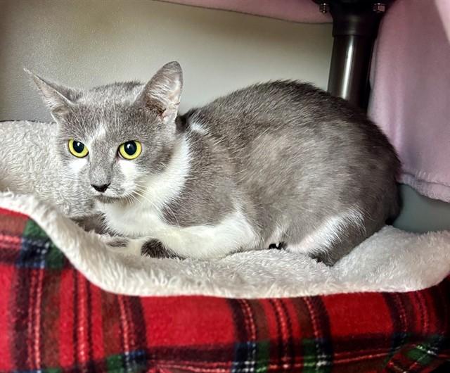Enlarge COW, a Adoptable Domestic Short Hair in Kalamazoo, MI image 1/1