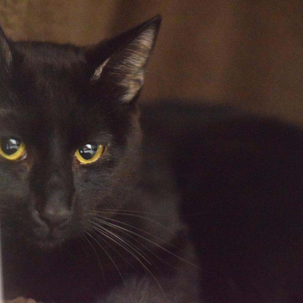 Tiger, Adoptable, Young Male Domestic Short Hair.