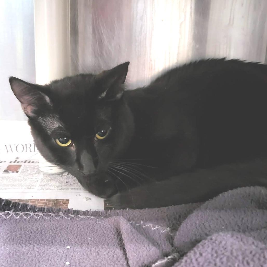 Tiger, a Adoptable Domestic Short Hair in Belleville, IL image 2/5
