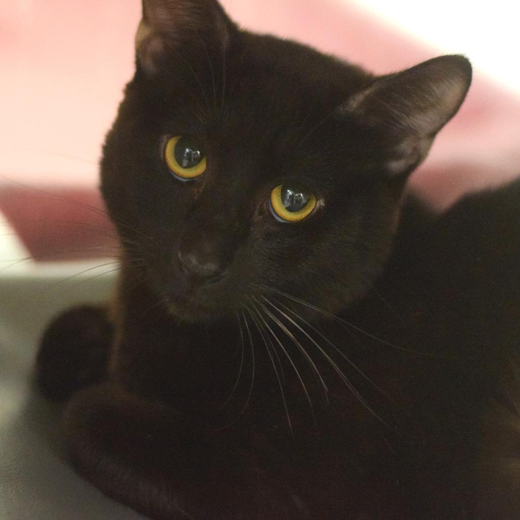 Tiger, a Adoptable Domestic Short Hair in Belleville, IL image 3/5