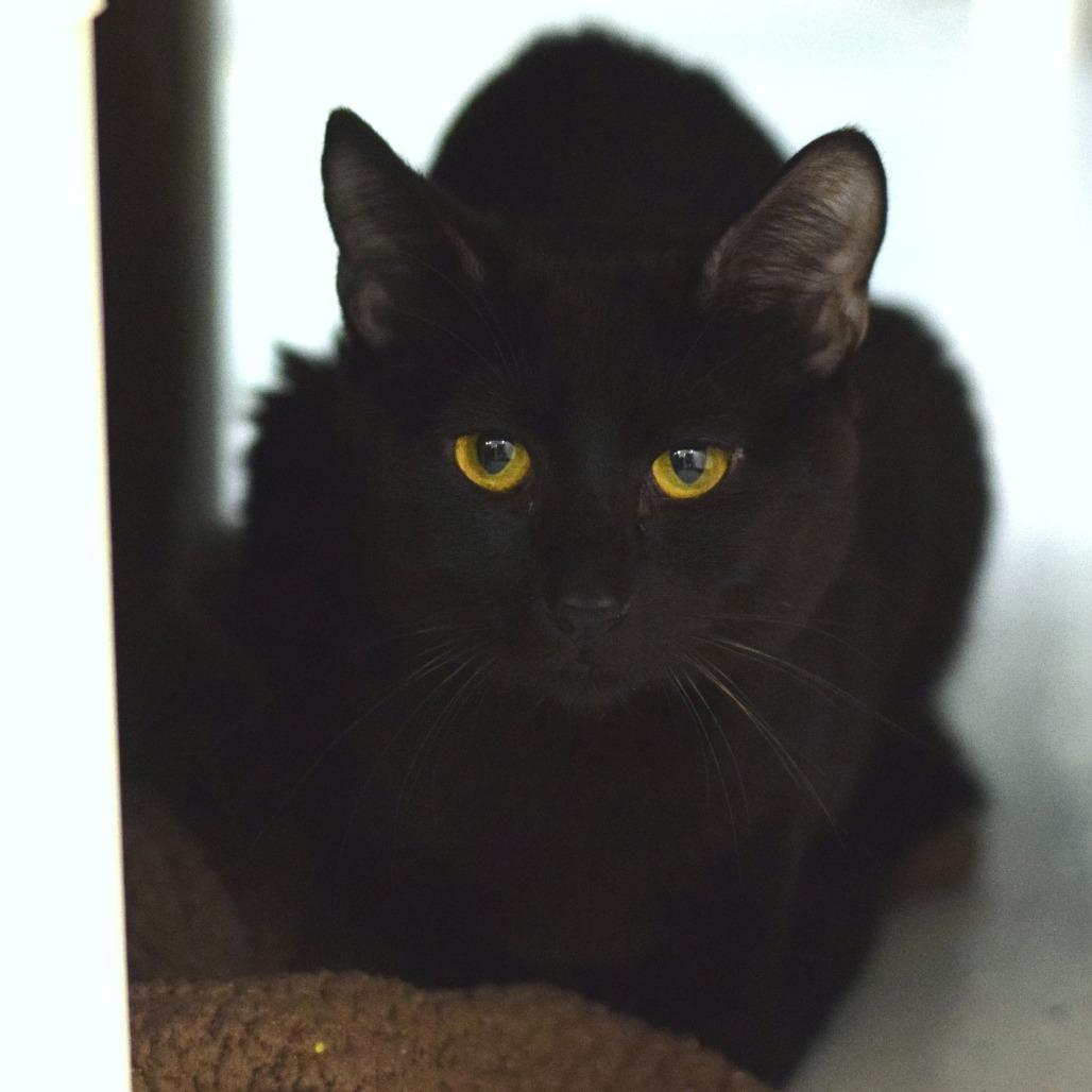 Tiger, a Adoptable Domestic Short Hair in Belleville, IL image 4/5
