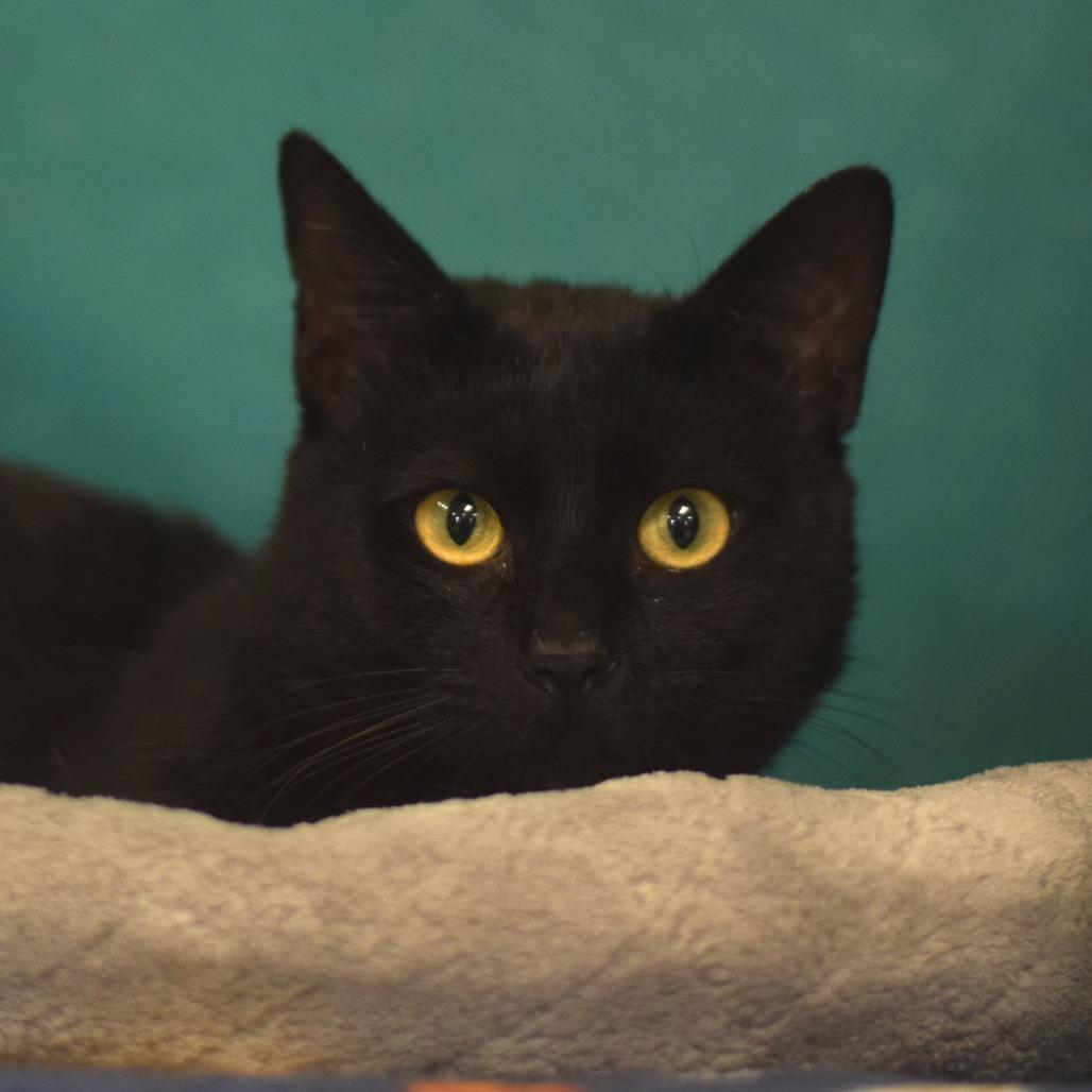 Tiger, a Adoptable Domestic Short Hair in Belleville, IL image 5/5